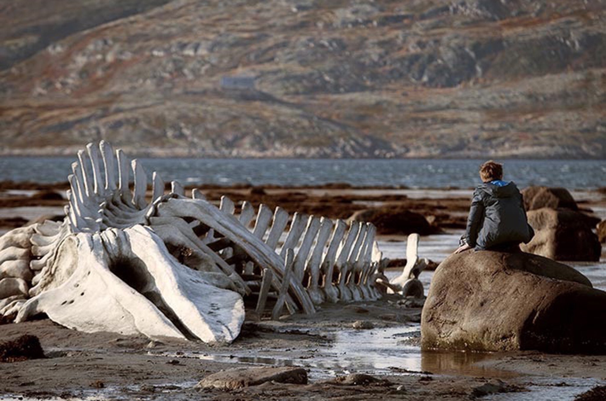 “Leviathan” film okuması